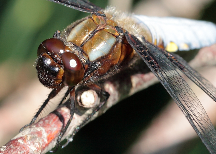 Libellula depressa?